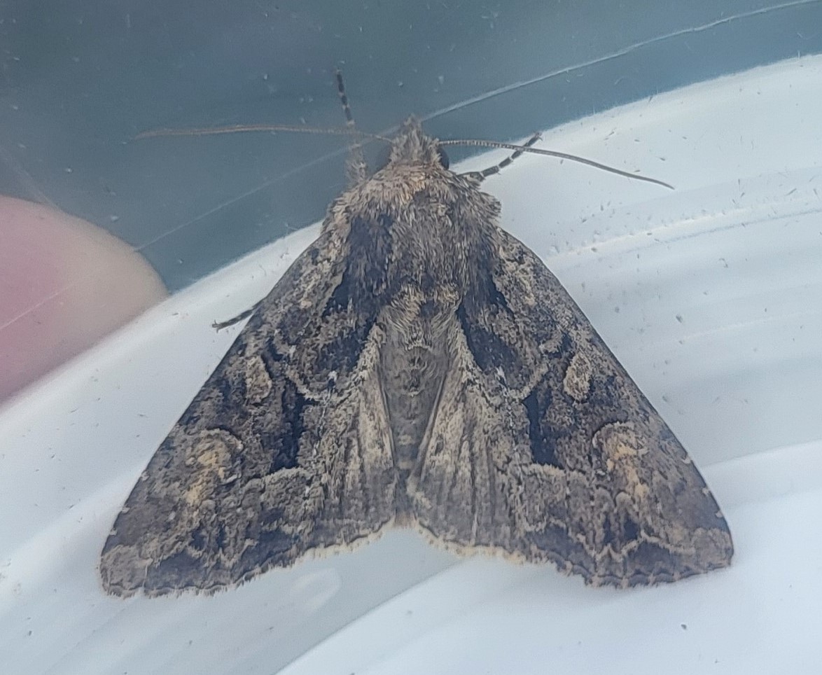 Photo of Dusky Brocade (Apamea remissa)